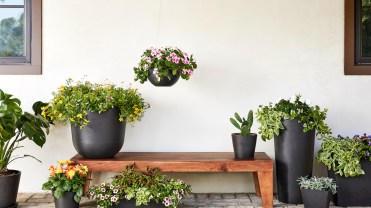 Bloomscape